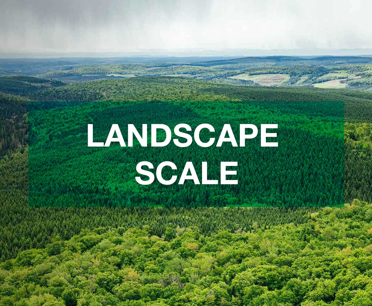tile-landscape-scale.jpg