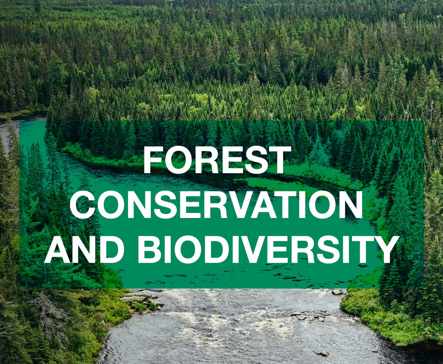 tile-Forest-Conservation-and-Biodiversity.jpg